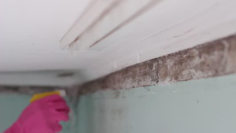 Environmental Consulting for Mold Prevention